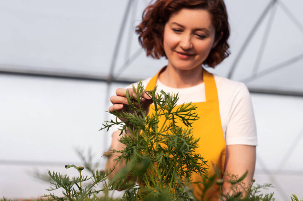 Soft focus of glad female gardener in yellow apron and white t shirt touching leaves of green plant while working in hothouse on farm - Foto, Imagem