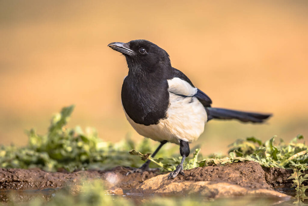 Eurasian Magpie (Pica pica) perched in thistle on bright background and looking at camera in Extremadura, Spain. April. Wildlife Scene of Nature in Europe. - Photo, Image