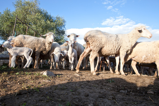牧場の羊 - 写真・画像