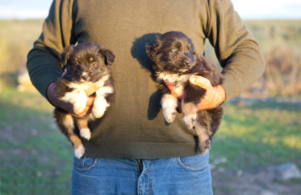 Dois cachorros bebés
 - Foto, Imagem