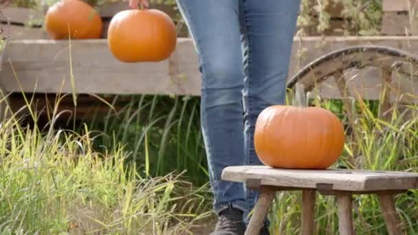 A young farmer woman manually unloads a rich harvest of pumpkins from an old wooden village cart onto a small vintage bench. Autumn, the season of picking vegetables before Halloween. - Footage, Video