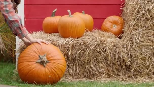 A young farmer woman rolls a large orange pumpkin along the ground along the straw bales stacked against the wooden plank wall of the barn. The season of autumn vegetable picking before Halloween. - Footage, Video