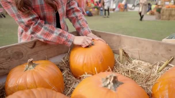 Egy fiatal nő a vásáron kiválaszt egy tököt egy deszkákból készült nagy fadobozban, hogy elszállítsa és eladja a termést. Őszi zöldség szedési szezon Halloween előtt - Felvétel, videó