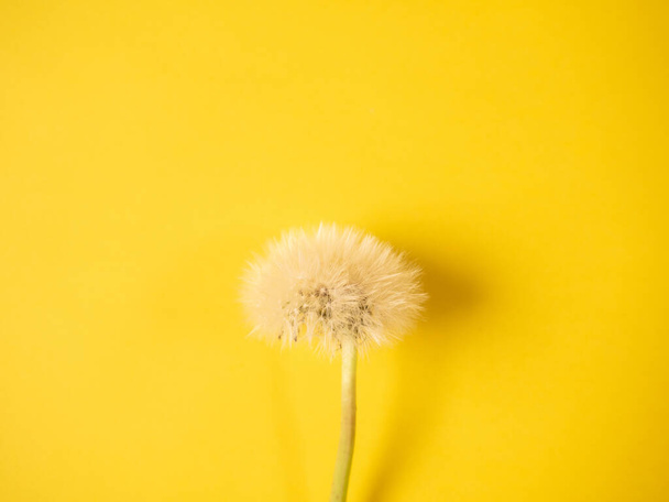 White dandelion blowball on yellow background, natural background copy space - Foto, imagen