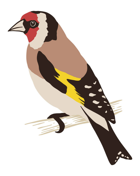 Goldfinch Bird - Vector Illustration - Vector, imagen