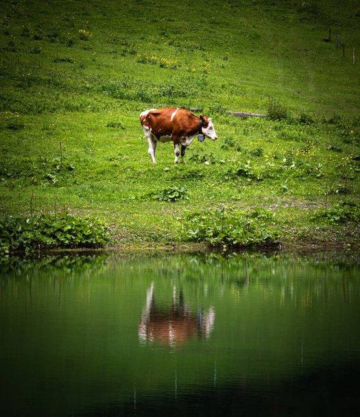 A cow grazing at the pond in Oberseetal, Switzerland, canton Glarus - Photo, Image