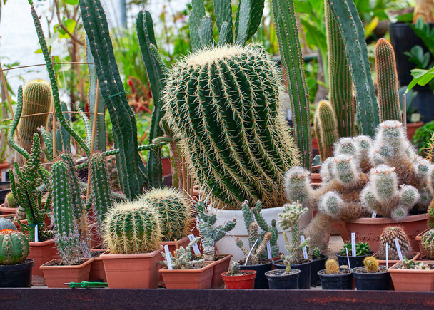Collection of cactuses in Botanical garden in Vilnius, Lithuania - Foto, Bild