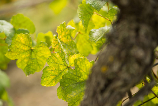 letnie liście winorośli w sadzie - Zdjęcie, obraz