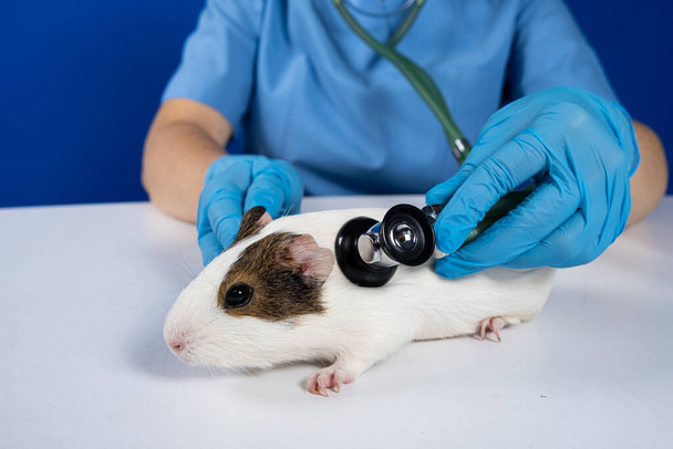 Il veterinario esamina il cuore e polmoni di una cavia con uno stetoscopio. Medicina veterinaria per animali domestici. - Foto, immagini