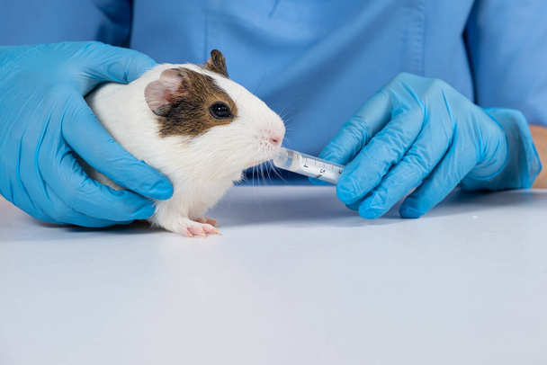 Ветеринар дает лекарство от шприца маленькой подопытной свинке - Фото, изображение