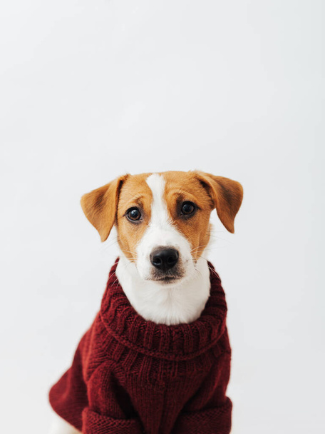 Cute dog jack Russell terrier w czerwonym swetrze patrzy na aparat fotograficzny na białym tle - Zdjęcie, obraz