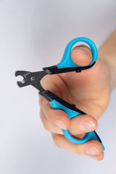 Pet nail clippers in human hands, top view. - Photo, Image