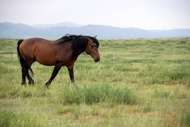Un cheval gratuit dans la prairie - Photo, image
