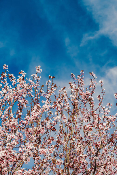 Cherry blossom tree branches with pink and red flowers against a blue sky background. - Foto, immagini