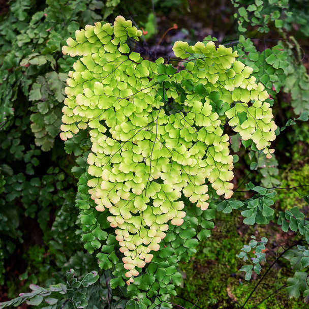 The genus Adiantum is a Maidenhair Fern. The genus name Adiantum comes from the Greek Adiantos, meaning not wet, not wet. It got its name from the fern. Some of the black stalks are not wet even when  - Photo, Image