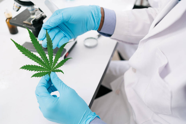 Close up professional researcher hands working on a hemp plant and checking ganja leaves. Marijuana research, CBD oil, the Concept of herbal alternative medicine and cannabis concept. - Foto, imagen