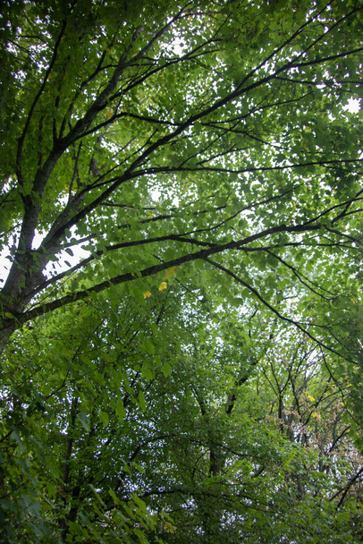 green canopy of a maple tree in summer - Zdjęcie, obraz