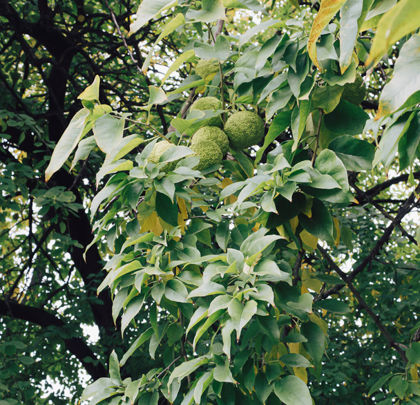 Maclura pomifera ovoce na stromě. Zelené pozadí z listí. - Fotografie, Obrázek