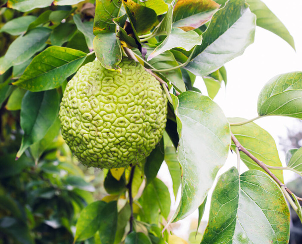 Maclura pomifera fruit on a tree. Green background from leaves. - Photo, Image