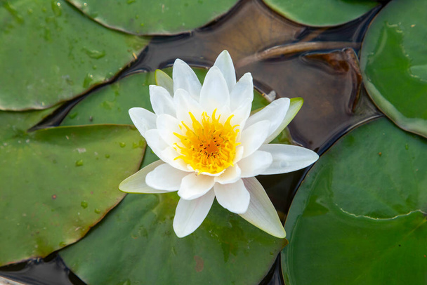 beautiful blooming white water lily in the lake - Foto, immagini