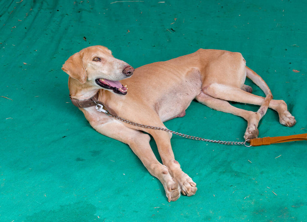 Το κυνηγόσκυλο Mudhol, η πιο επιθετική ινδική φυλή σκύλων, χρησιμοποιείται από τον ινδικό στρατό για την επιτήρηση και τα καθήκοντα προστασίας των συνόρων. - Φωτογραφία, εικόνα