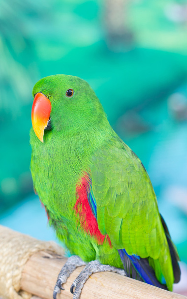Single Green Parrot Catch On Perch. - Foto, Imagem