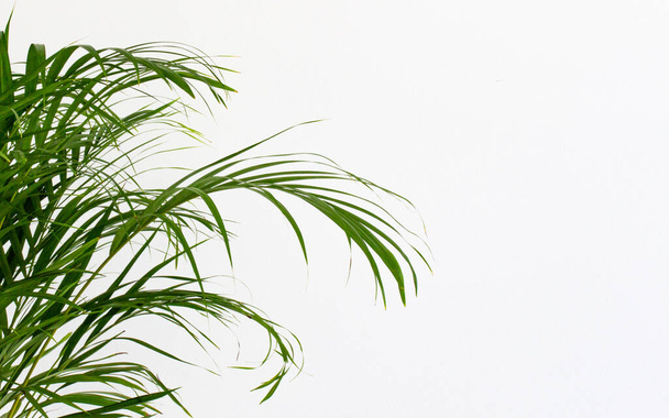 Palmier décoratif Areca près du mur blanc. Chrysalidocarpus lutescens. Des plantes vertes pour la maison. Rafraîchissement de l'air. Jardinage intérieur. - Photo, image