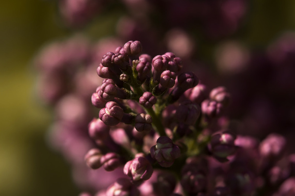 Green branch with spring lilac flowers - Фото, зображення