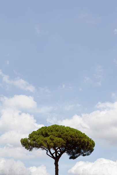Madera de pino y cielo azul sobre fondo - Foto, imagen