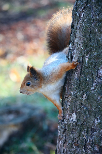 orava puussa - Valokuva, kuva