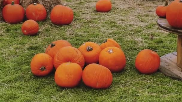 Halloween pumpkins and holiday decoration in autumn season rural field, pumpkin harvest and seasonal agriculture, outdoors in nature scene - Footage, Video