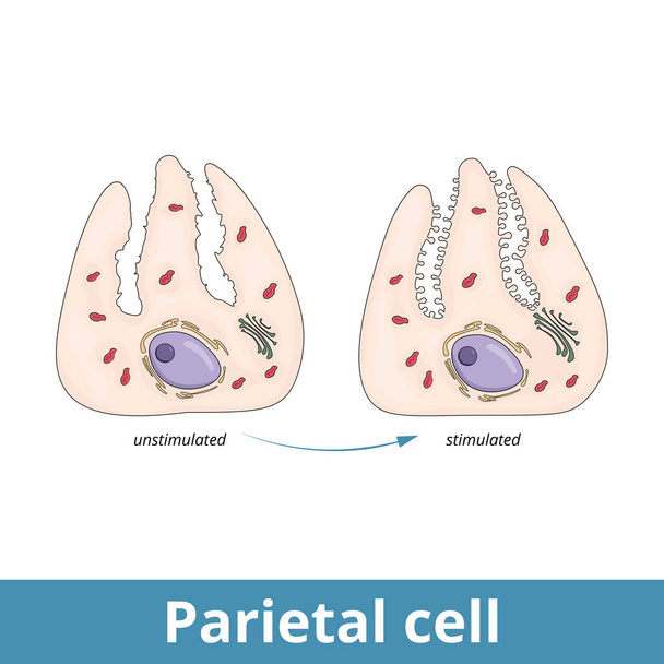 Parietal cell. Epithelial cells in the stomach that secrete hydrochloric acid and intrinsic factor, located in the gastric glands, found in the lining of the fundus and body regions of the stomach. - Vector, Image