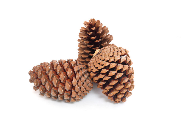 Cones de pinheiro
 - Foto, Imagem