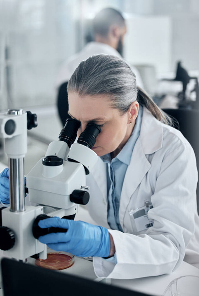 Science, research and microscope with woman in laboratory working on medical, vaccine and pharmacy development. Innovation, healthcare and medicine investigation with senior expert scientist. - Photo, Image