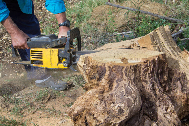 チェーンソーで大きな木の幹を切る男の手のイメージ。冬の木材を積み重ねるリュムベルジャック.  - 写真・画像