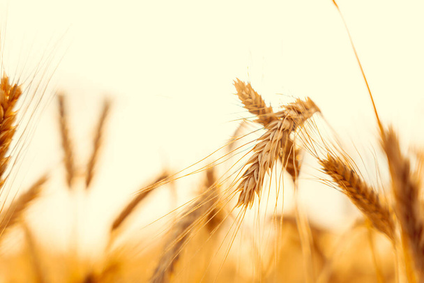 Wheat crop sun sky landscape. Agriculture summer harvest. Cereal bread grain in farm on sunset golden background. Field yellow rye plant - Valokuva, kuva