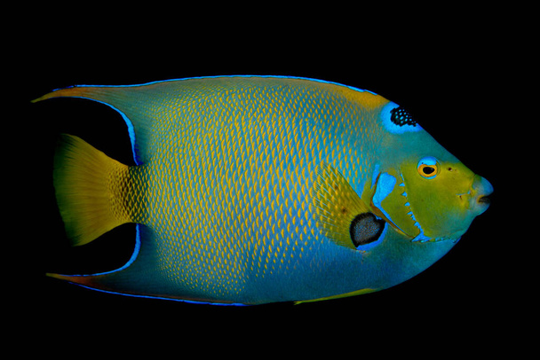 A queen angelfish against a black background on a coral reef in Bonaire, a tropical island in the Dutch Caribbean. - Photo, Image