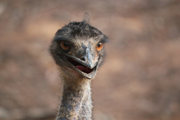 emu 鳥のクローズ アップ - 写真・画像