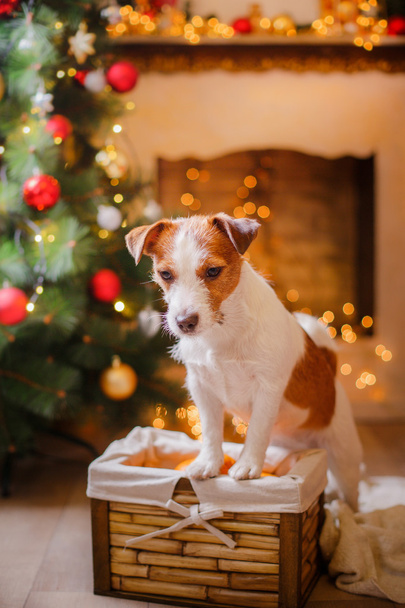 Jack Russell dog at the Christmas and New Year - Photo, Image