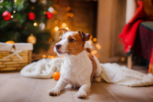 Jack Russell dog at the Christmas and New Year - Foto, Imagen