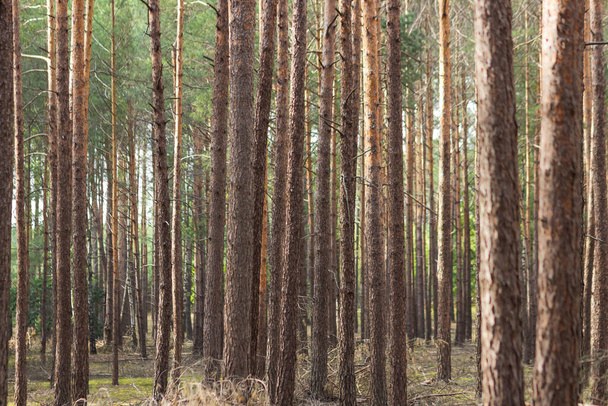 Fenyőerdős fatörzsek közelsége. Gyönyörű lengyel erdős táj napsütéses őszi napon. Természeti háttér szöveg egyenes, barna törzsek. Ökológia és környezetvédelmi koncepció. Szelektív fókusz. - Fotó, kép