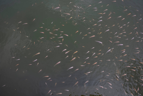 shoal of reared japanese koi fishes - Foto, Bild