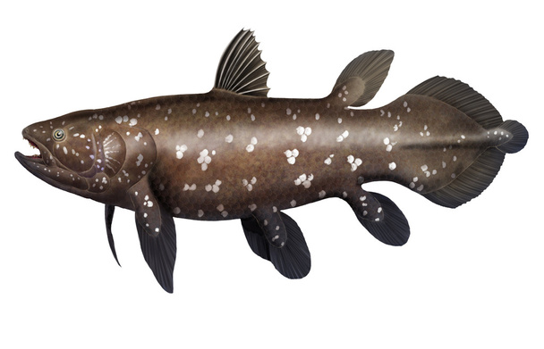 coelacanth - Φωτογραφία, εικόνα