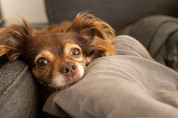 Cute dog seen resting on sofa - Photo, image