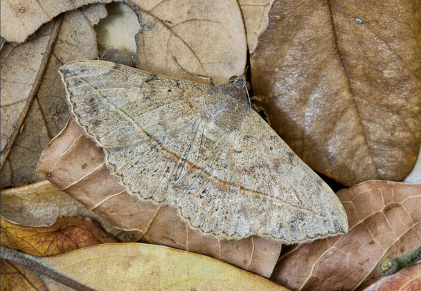 Velvetbean Moth (Anticarsia gemmatalis) s rozevřenými křídly, skrytými v odumřelých listech. Společné druhy vyskytující se ve státech Perského zálivu. - Fotografie, Obrázek