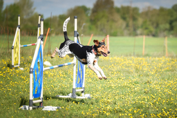 El perro está saltando por encima de los obstáculos. Increíble día en la agilidad checa privat formación - Foto, Imagen