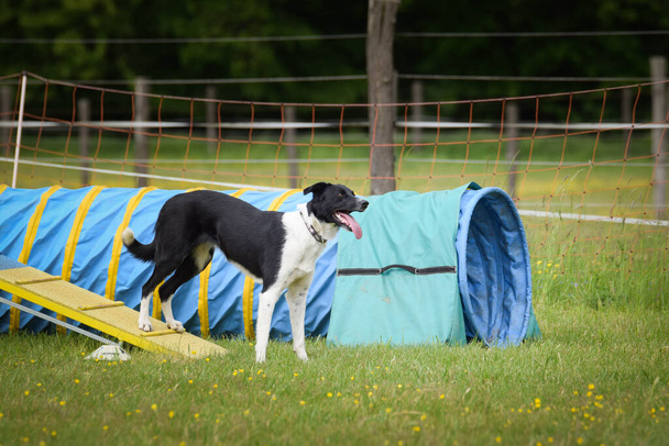 Dog in agility balance beam. Amazing day on Czech agility competition. They are middle expert it means A2. - Photo, Image