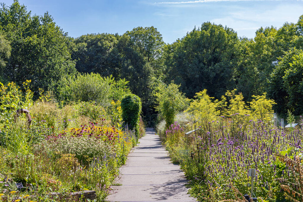 Kert és útvonal Alkmaar Hortus botanicusban Észak-Hollandiában Hollandia - Fotó, kép