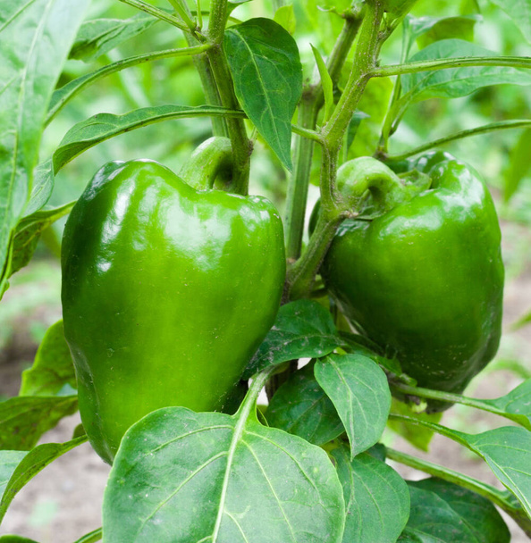 Growing the bell peppers (capsicum). Unripe peppers in the vegetable garden. - Photo, Image