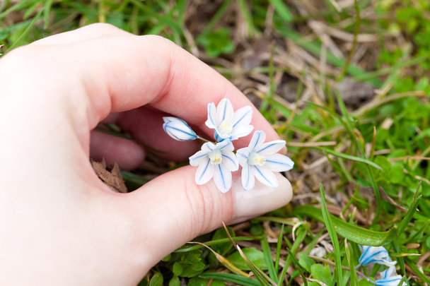 Blue snowdrop in hand against the green grass - Foto, afbeelding